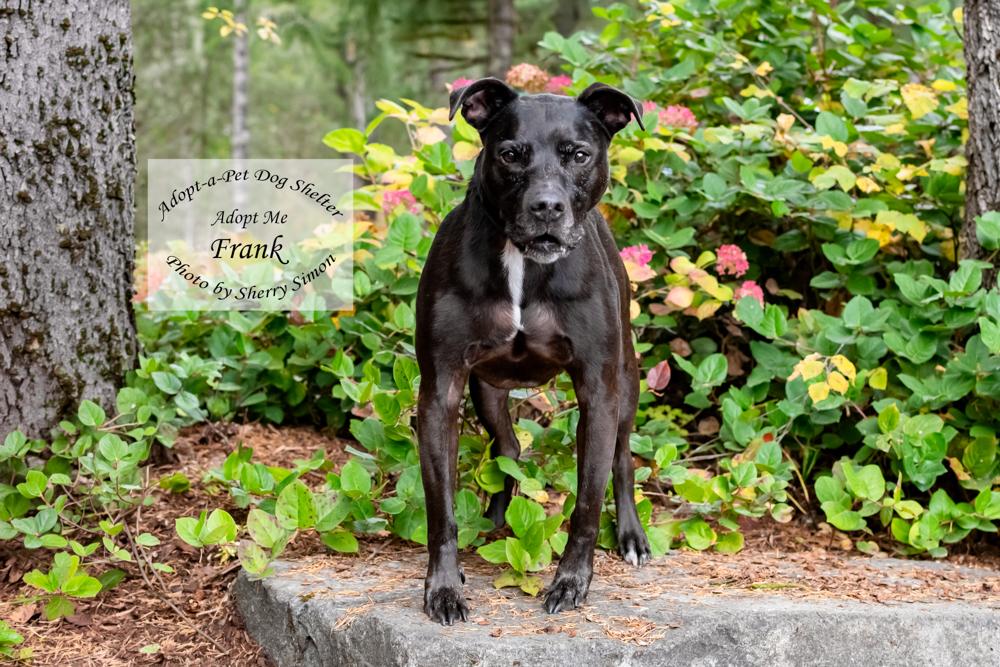 Enlarge FRANK, a Adoptable mixed breed in Shelton, WA image 6/6