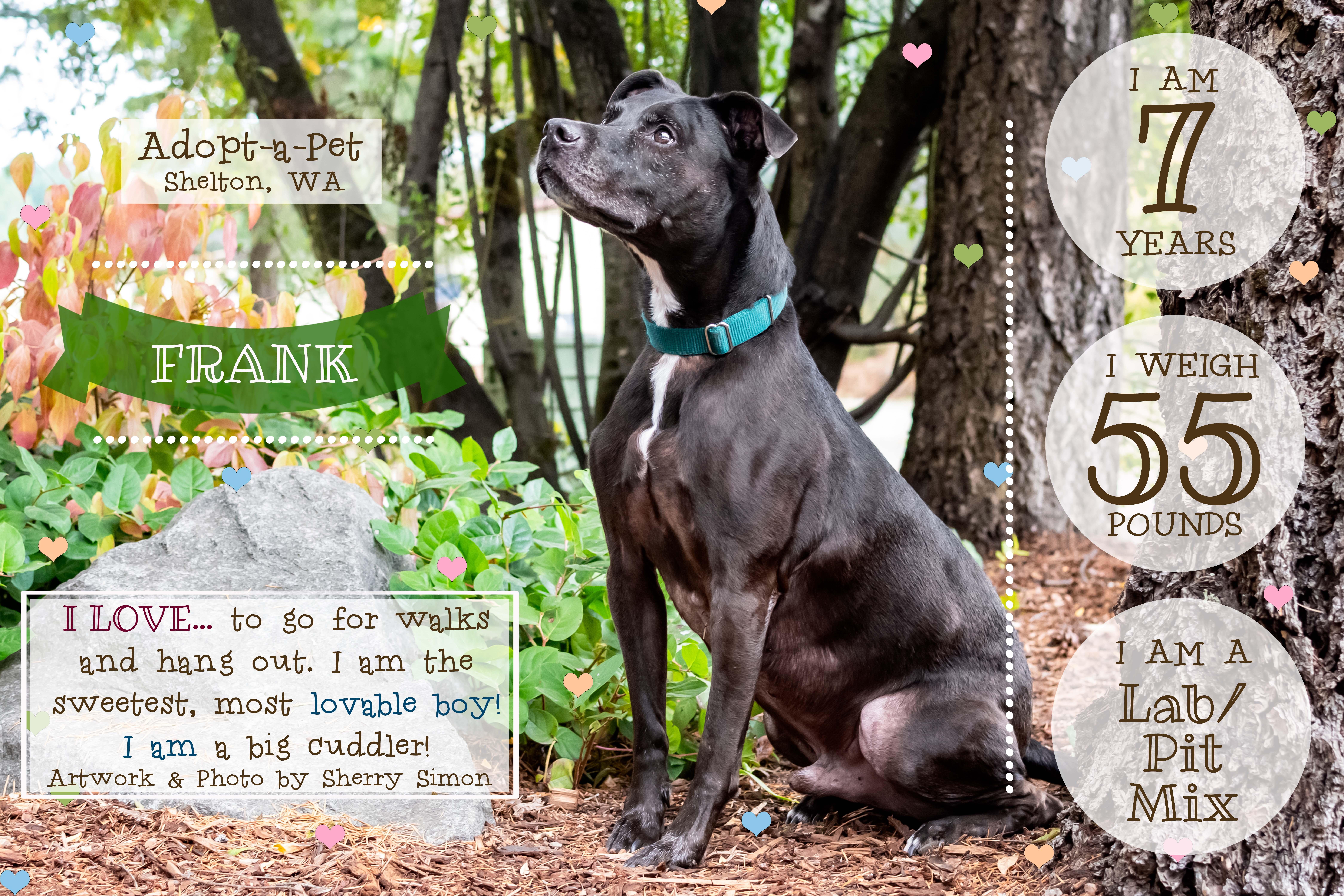 Enlarge FRANK, a Adoptable mixed breed in Shelton, WA image 2/6