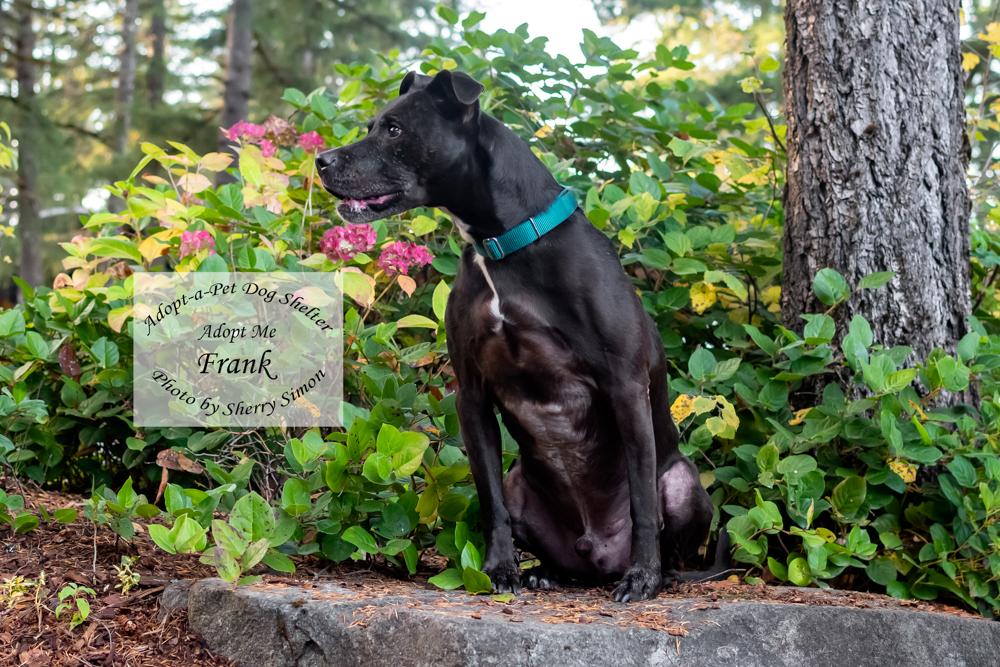 Enlarge FRANK, a Adoptable mixed breed in Shelton, WA image 5/6