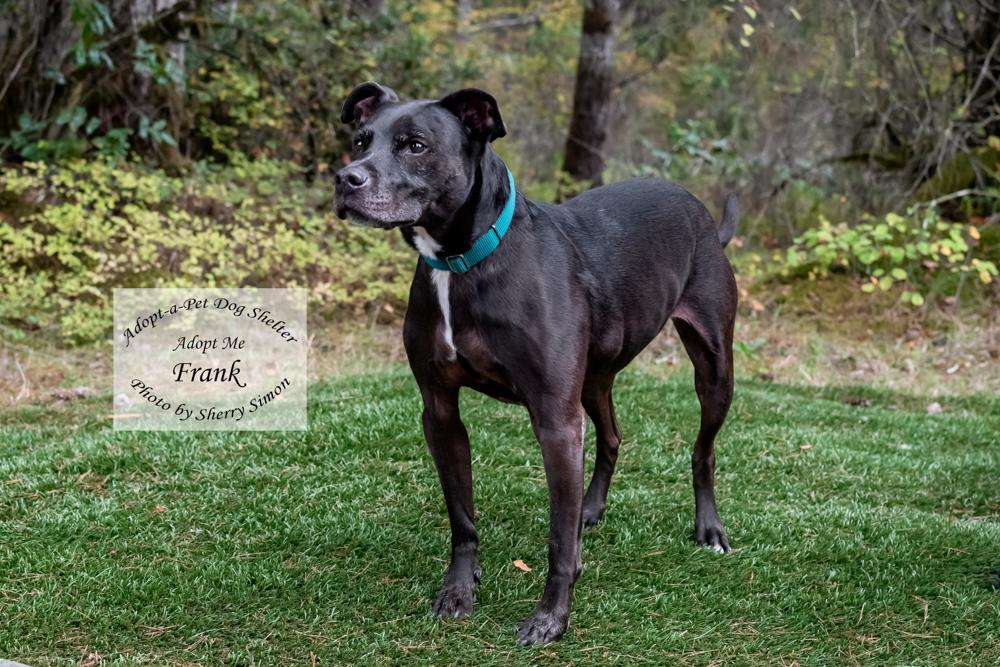 Enlarge FRANK, a Adoptable mixed breed in Shelton, WA image 4/6