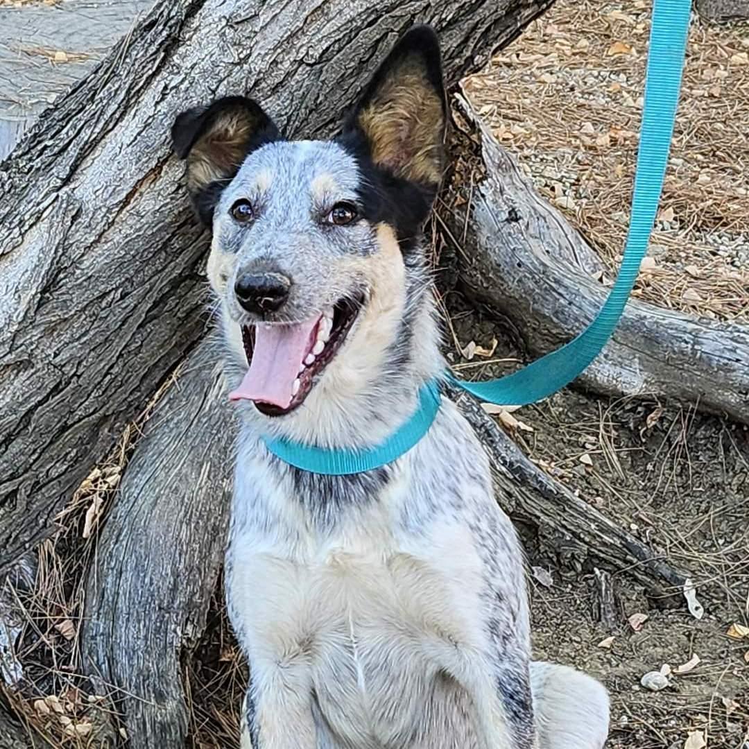 Quinni, Adoptable, Young Female Australian Cattle Dog / Blue Heeler.