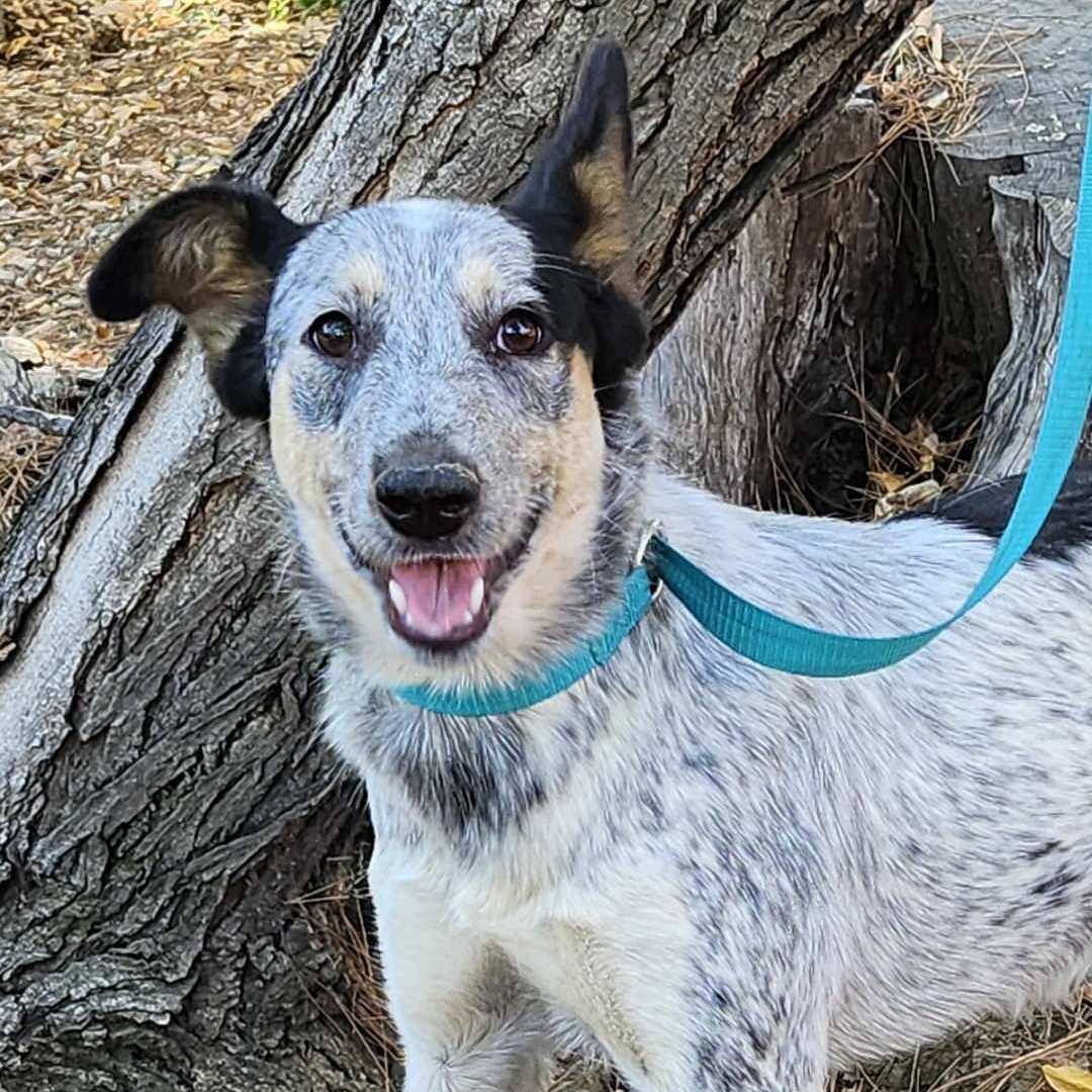 Quinni, a Adoptable Australian Cattle Dog / Blue Heeler in Burbank, CA image 2/6