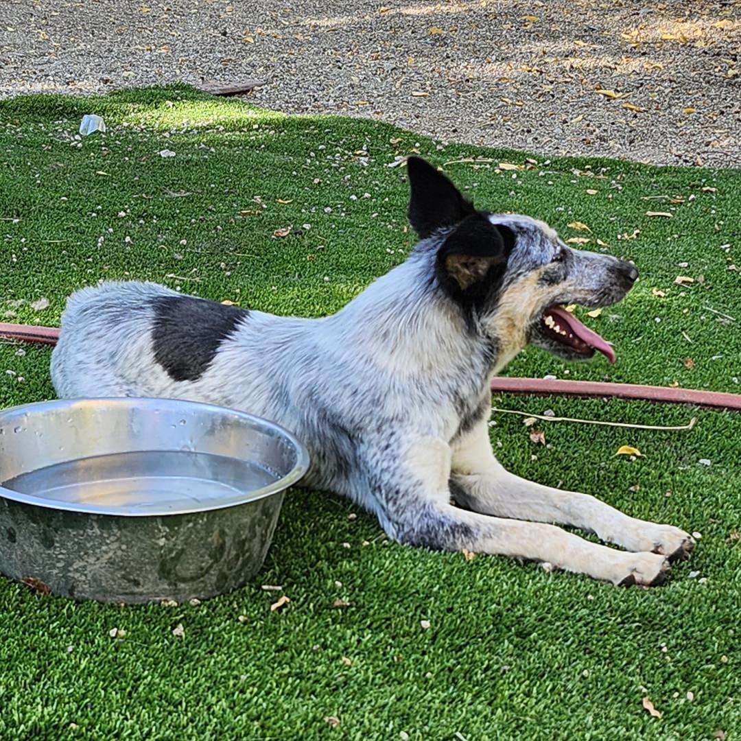 Quinni, a Adoptable Australian Cattle Dog / Blue Heeler in Burbank, CA image 3/6