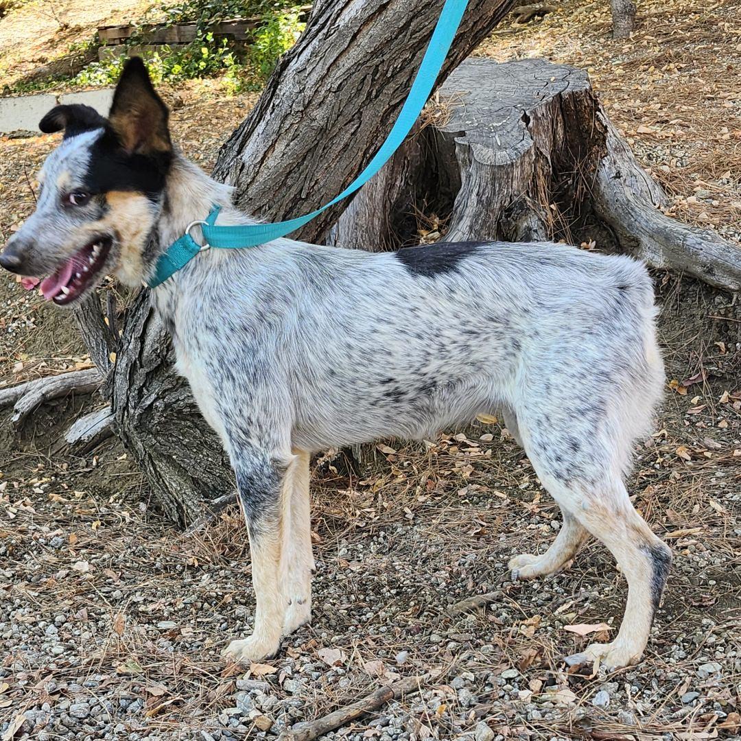 Quinni, a Adoptable Australian Cattle Dog / Blue Heeler in Burbank, CA image 4/6