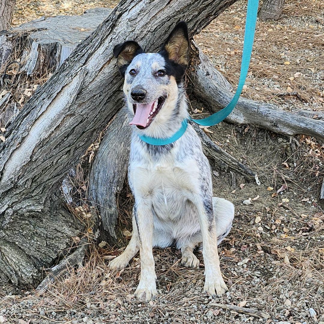 Quinni, a Adoptable Australian Cattle Dog / Blue Heeler in Burbank, CA image 5/6