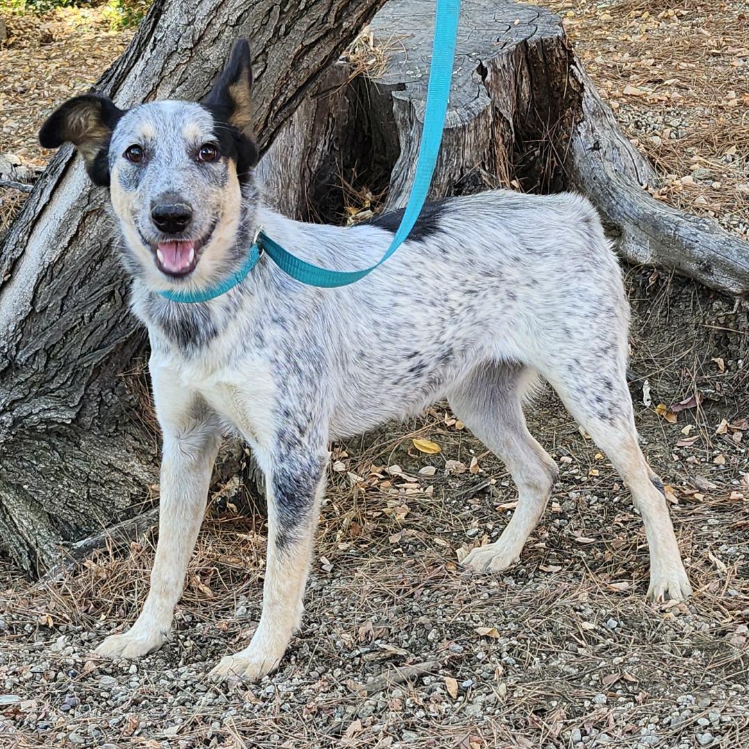 Quinni, Adoptable, Young Female Australian Cattle Dog / Blue Heeler.
