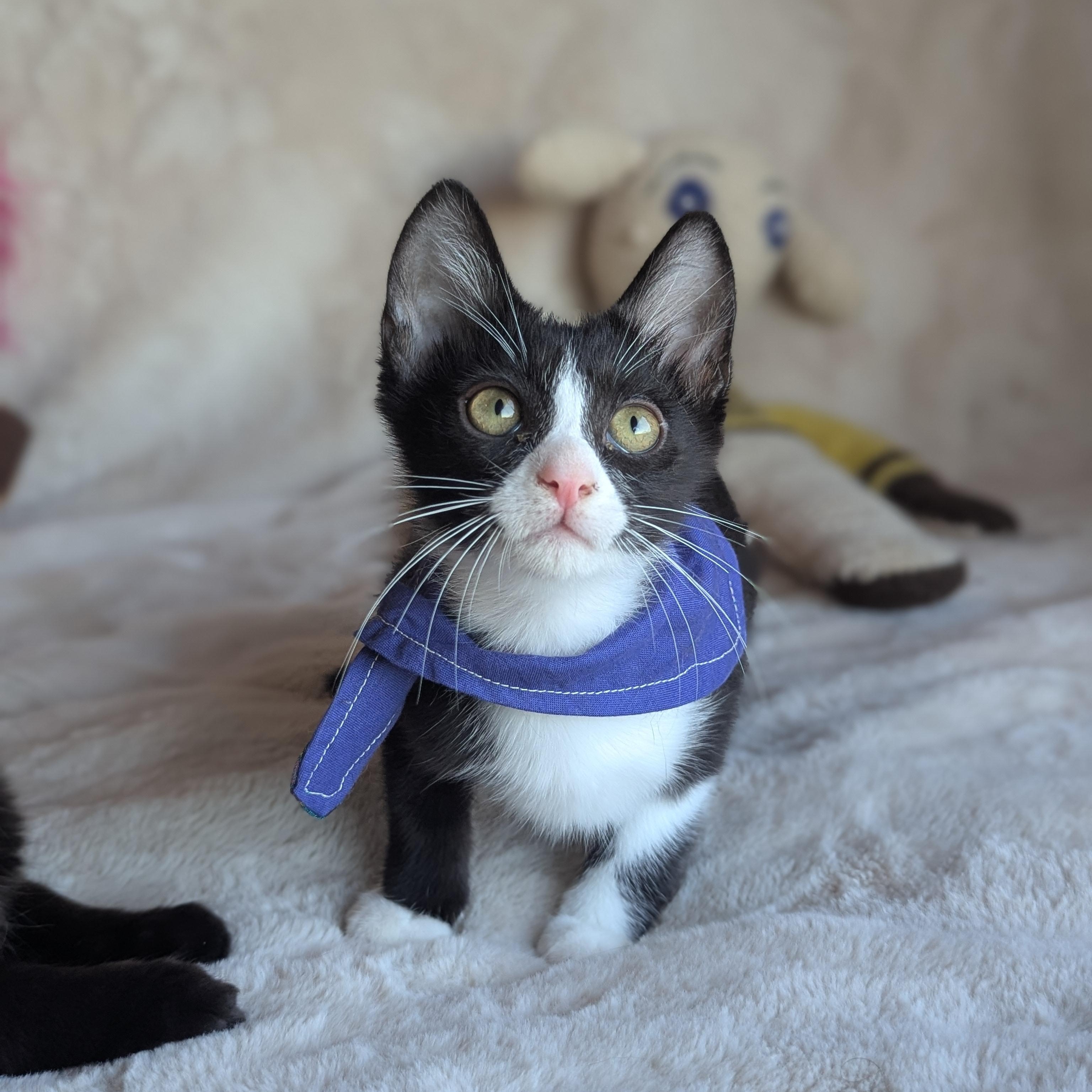 Enlarge Aristotle (Bonded with Plato), a Adoptable Domestic Short Hair in Canton, GA image 1/5