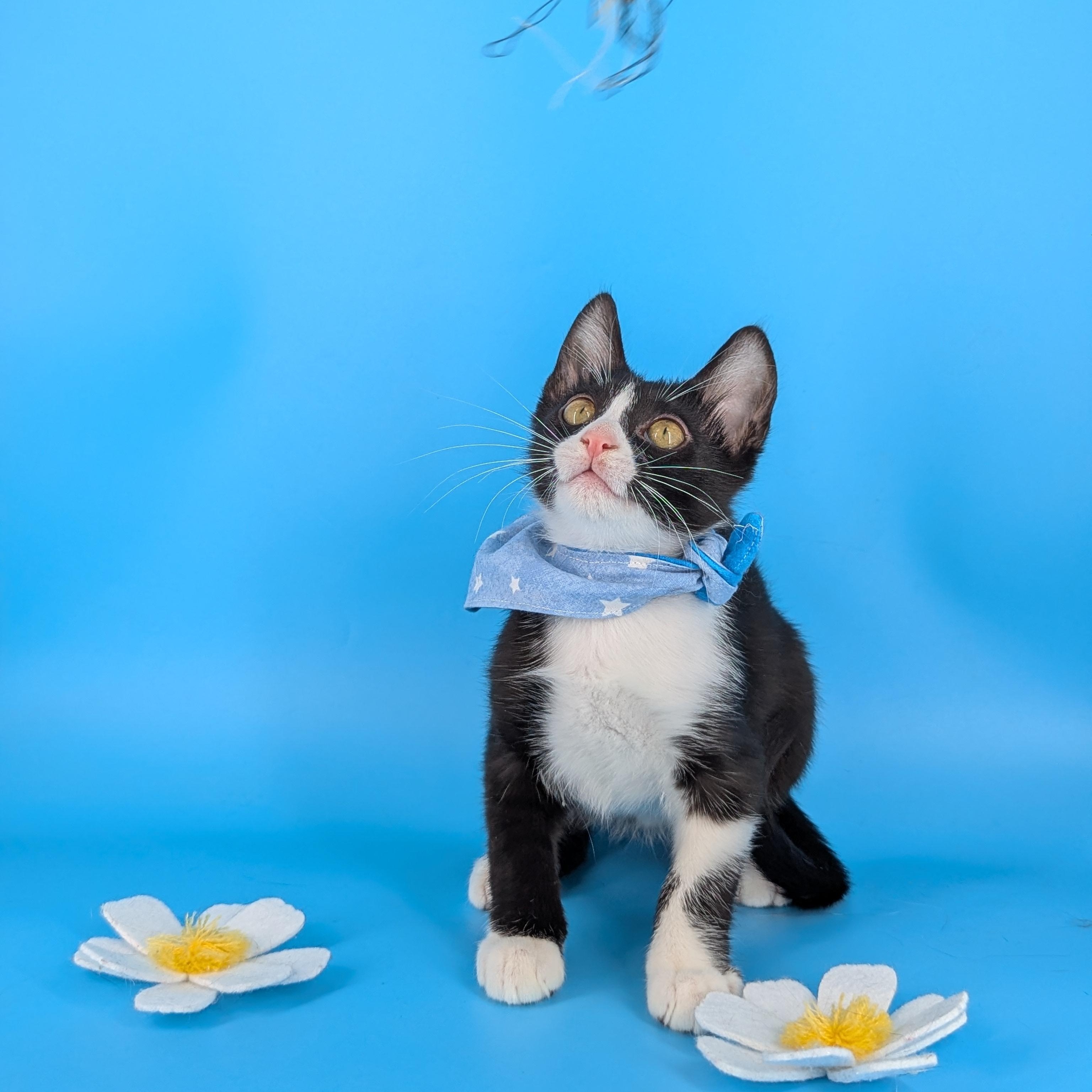 Enlarge Aristotle (Bonded with Plato), a Adoptable Domestic Short Hair in Canton, GA image 5/5