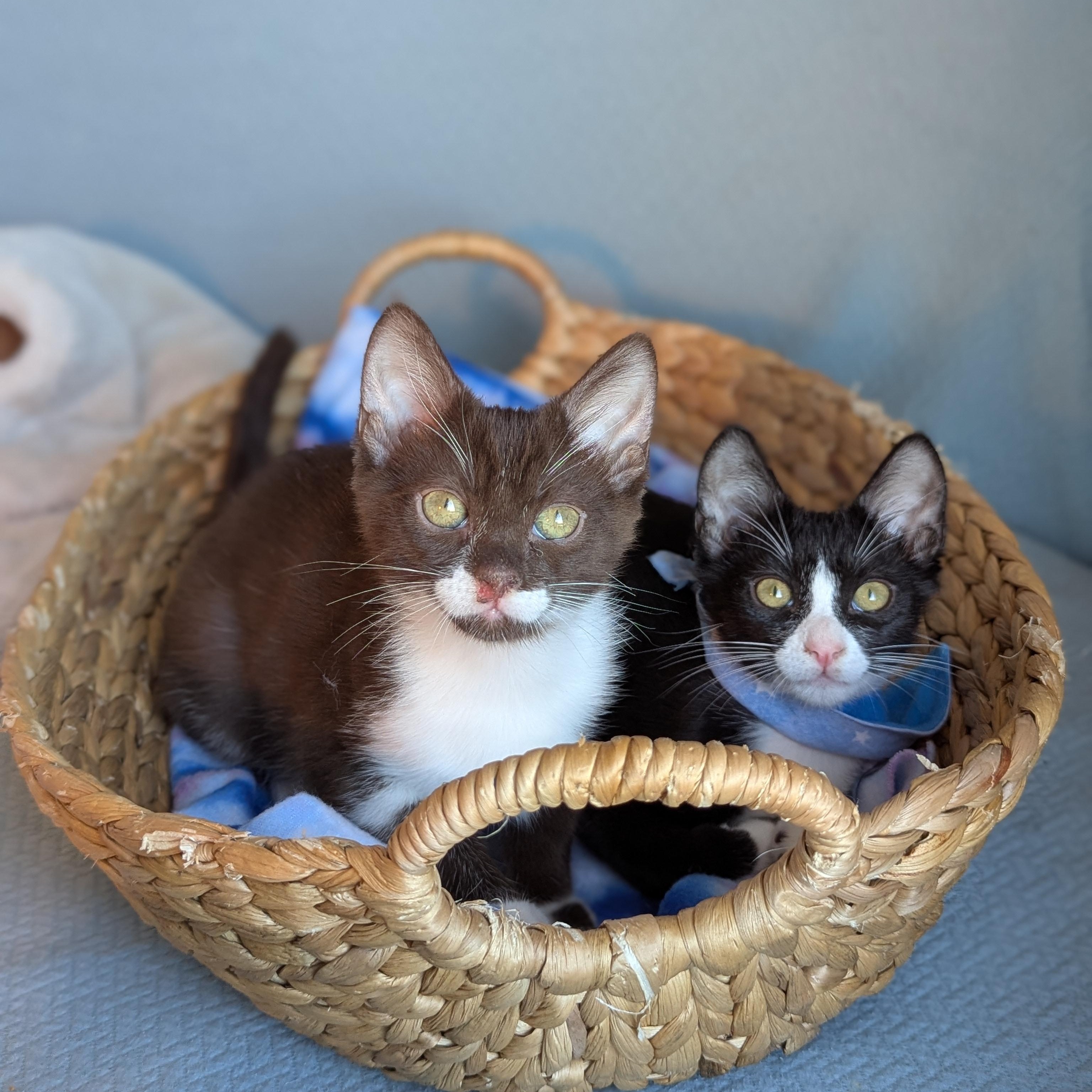 Aristotle (Bonded with Cicero), Adoptable, Kitten Male Domestic Short Hair.