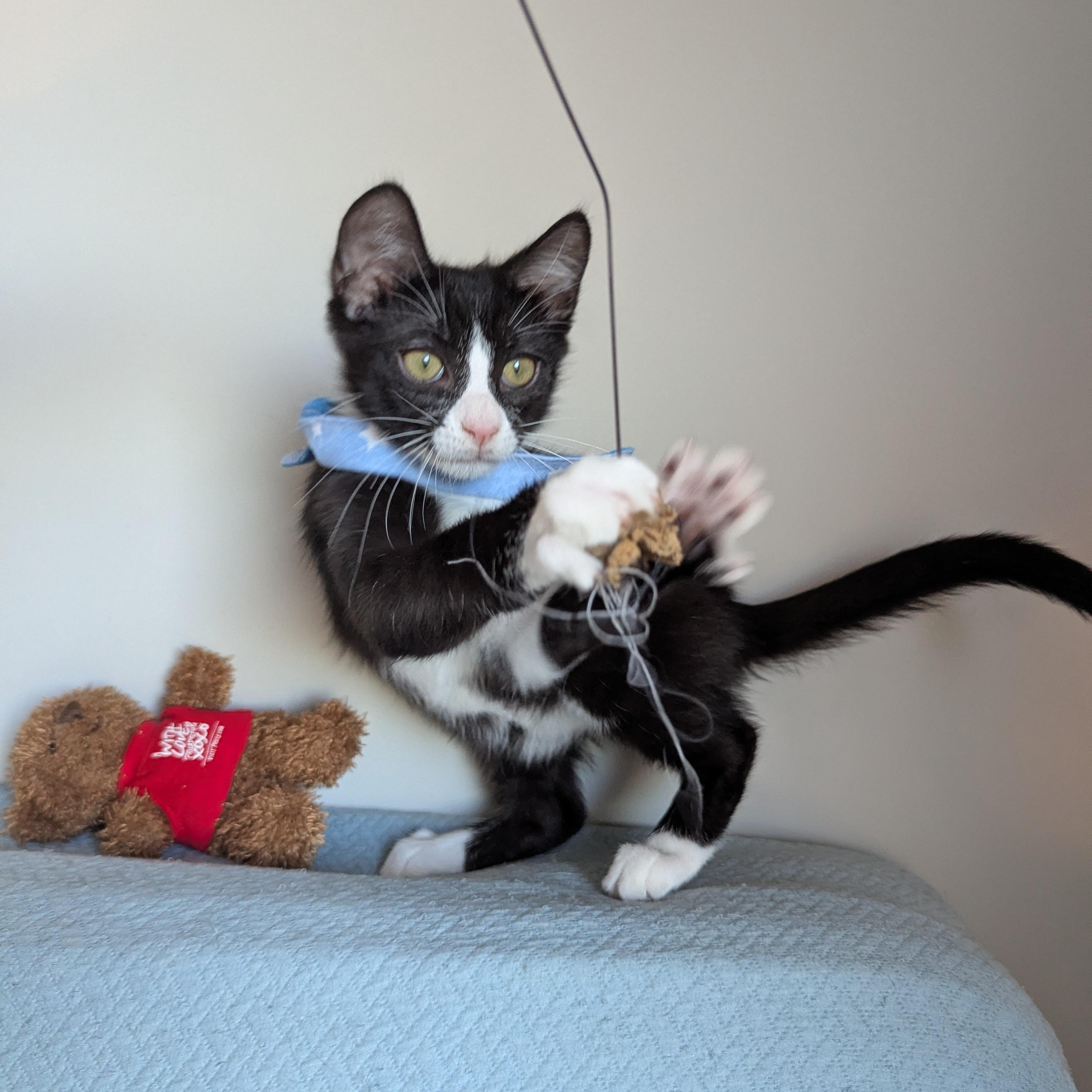 Enlarge Aristotle (Bonded with Plato), a Adoptable Domestic Short Hair in Canton, GA image 3/5