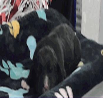 Summer, ADOPTABLE, Puppy Female Siberian Husky.