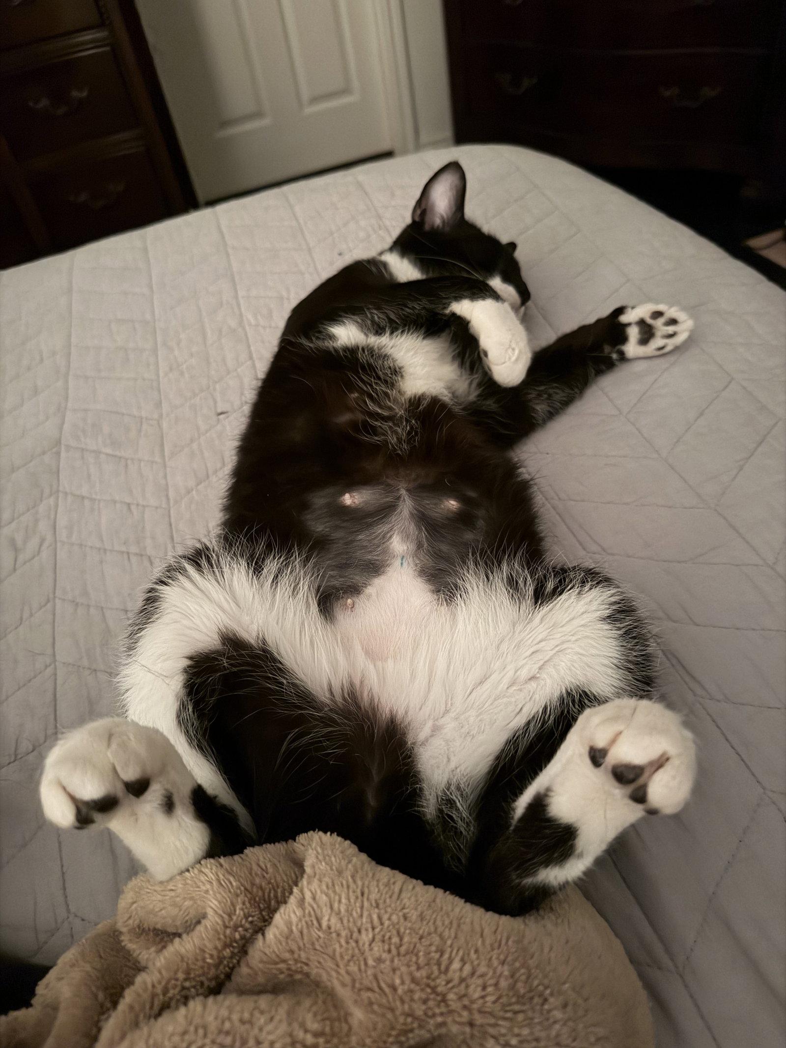 Enlarge Gloria, a Adoptable Domestic Short Hair in McKinney, TX image 1/3