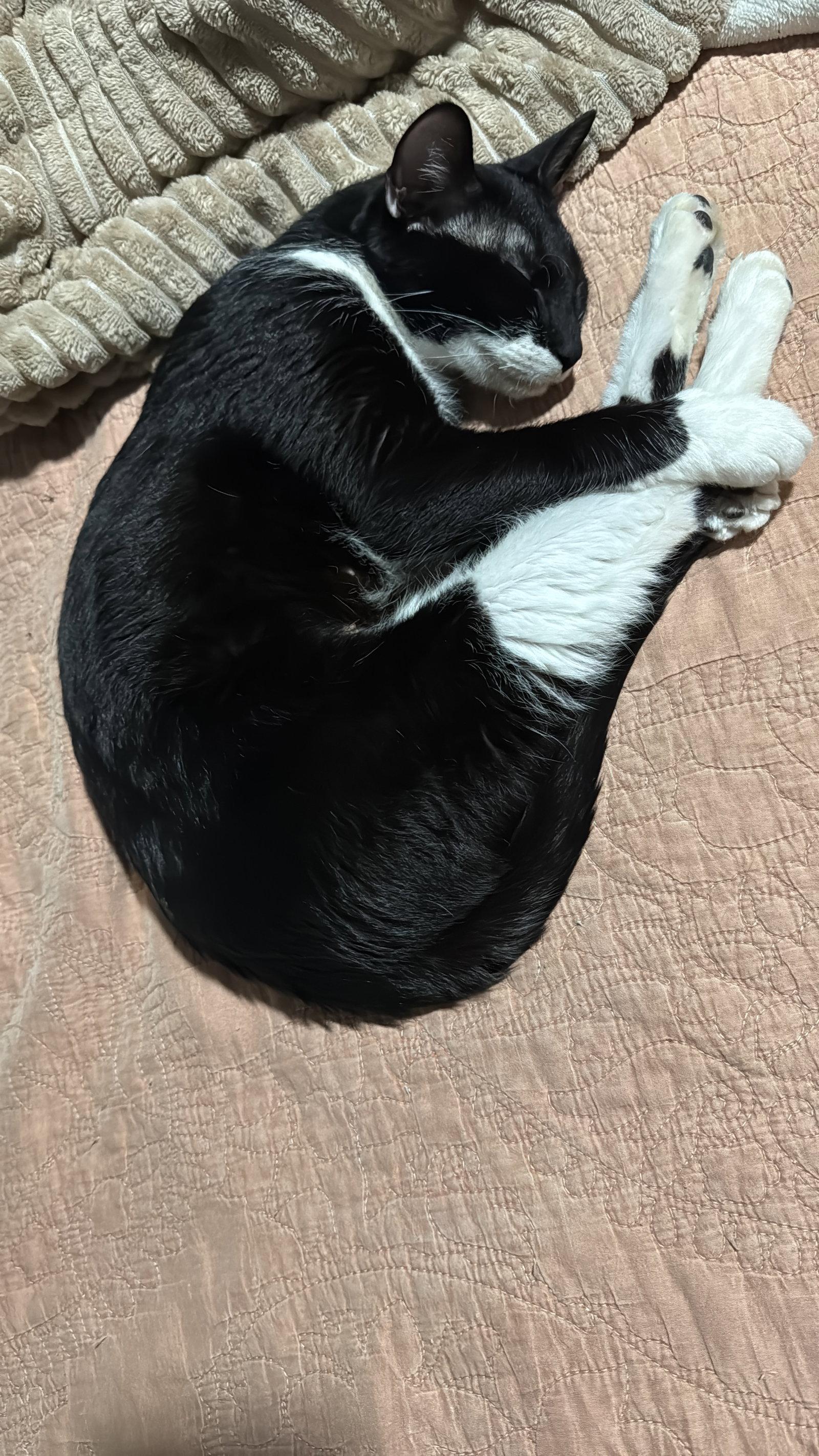 Enlarge Gloria, a Adoptable Domestic Short Hair in McKinney, TX image 2/3