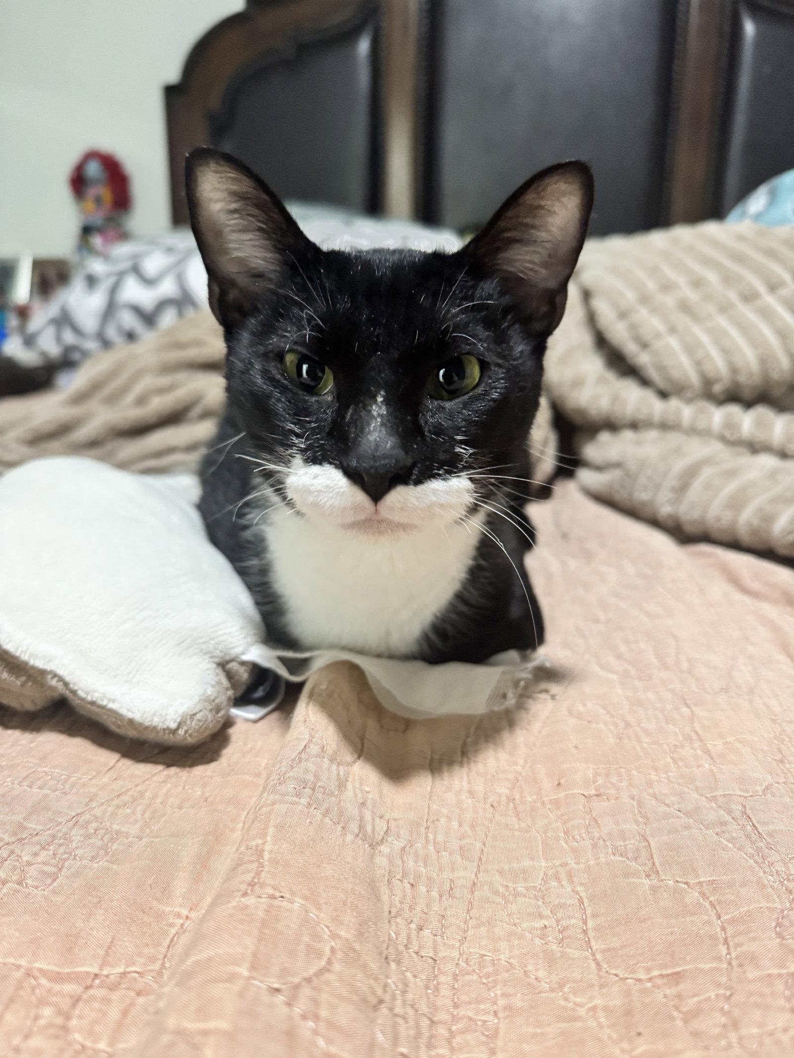 Enlarge Gloria, a Adoptable Domestic Short Hair in McKinney, TX image 3/3