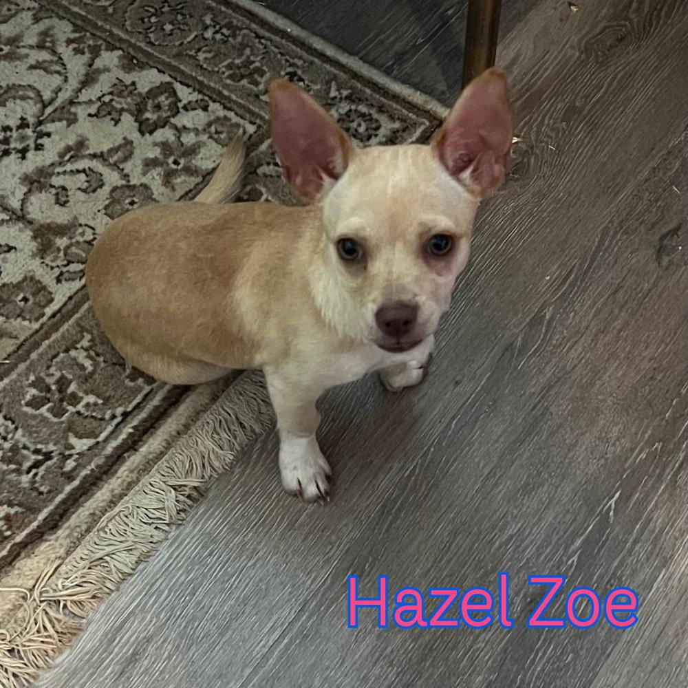 Hazel Zoe, Adopted, Young Female Dachshund & Chihuahua.