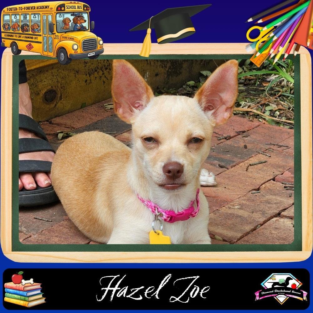 Hazel Zoe, a Adopted mixed breed in San Antonio, TX image 2/3
