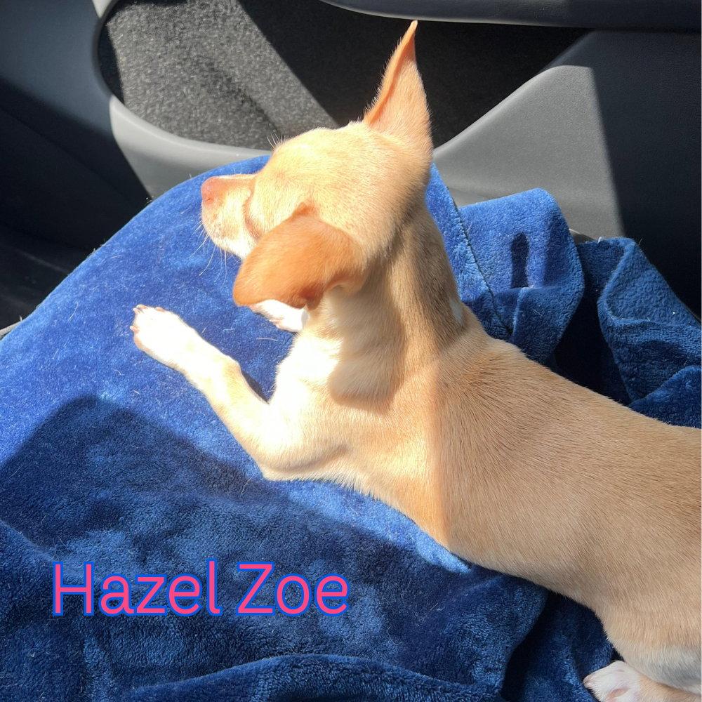Hazel Zoe, a Adopted mixed breed in San Antonio, TX image 3/3
