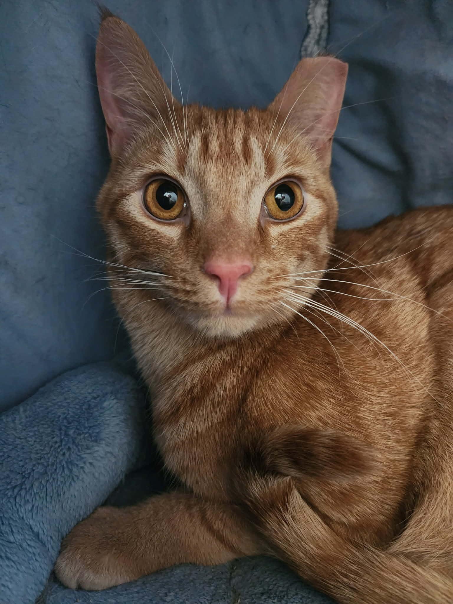Blondie, ADOPTABLE, Adult Male Domestic Short Hair.