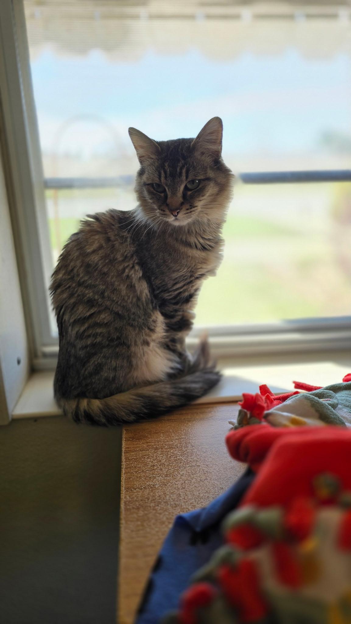 Polly, Adoptable, Adult Female Domestic Medium Hair.