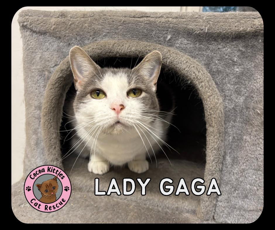 Lady Gaga, Adoptable, Adult Female Domestic Short Hair.