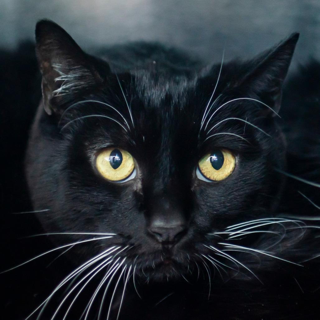 Enlarge Shadow, a Adoptable Domestic Short Hair in Middletown, RI image 1/1