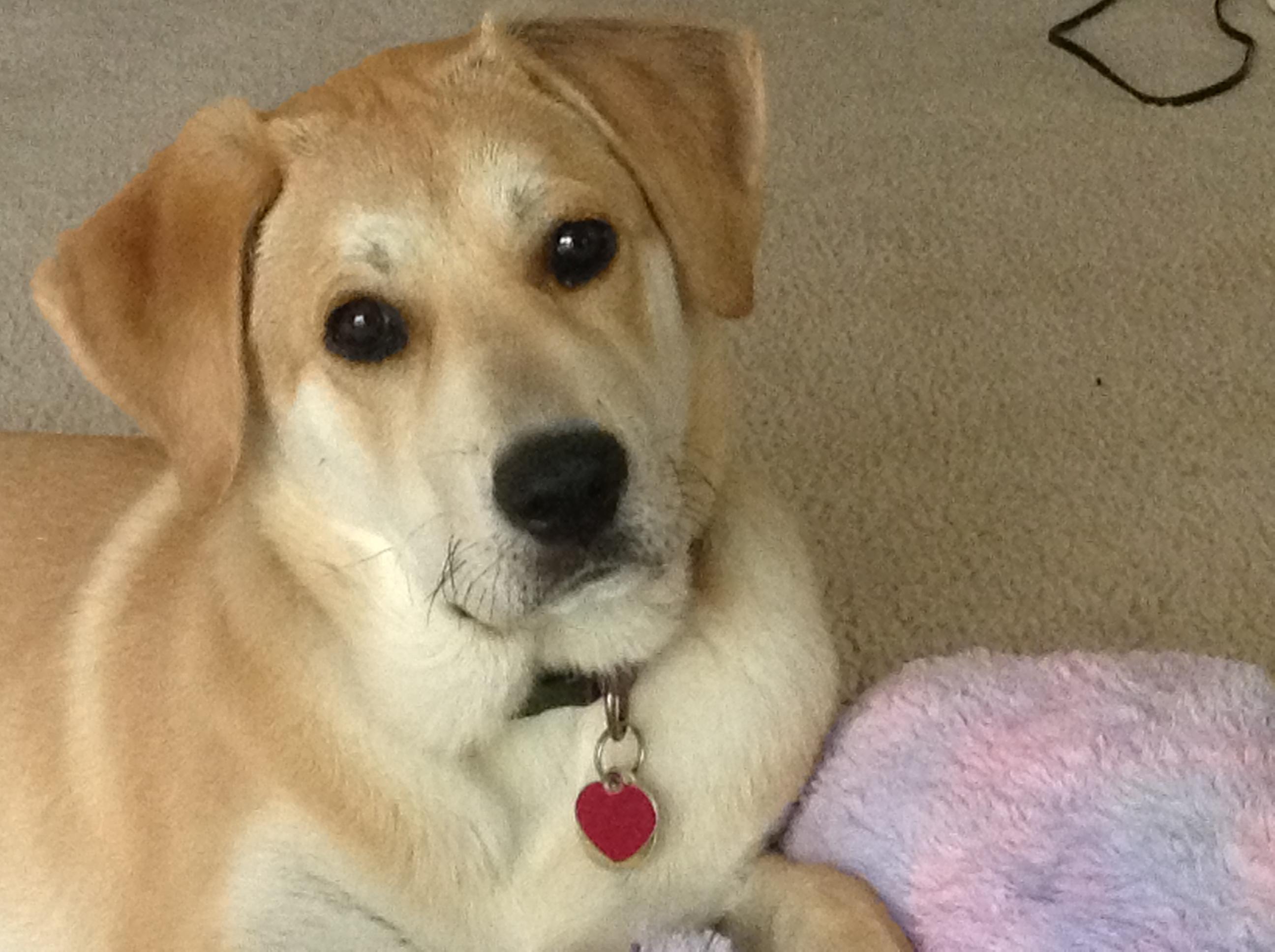 Penny, Adoptable, Young Female Yellow Labrador Retriever & Great Pyrenees.