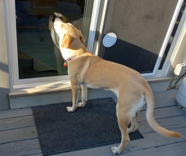 Penny, a Adoptable mixed breed in Indianapolis, IN image 5/6