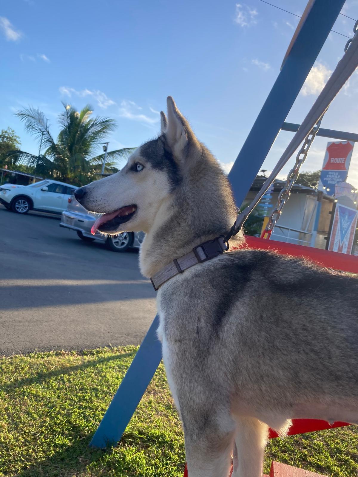 Enlarge Millie, a Adoptable Siberian Husky in Annapolis, MD image 4/5