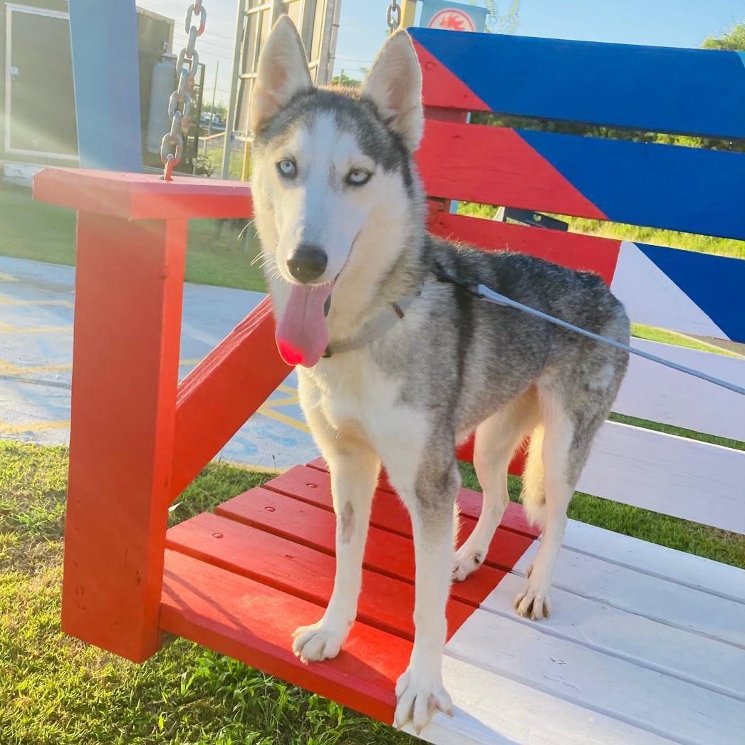 Enlarge Millie, a Adoptable Siberian Husky in Annapolis, MD image 2/5