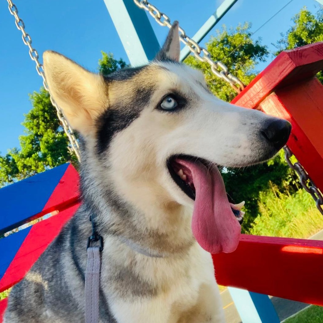 Enlarge Millie, a Adoptable Siberian Husky in Annapolis, MD image 1/5