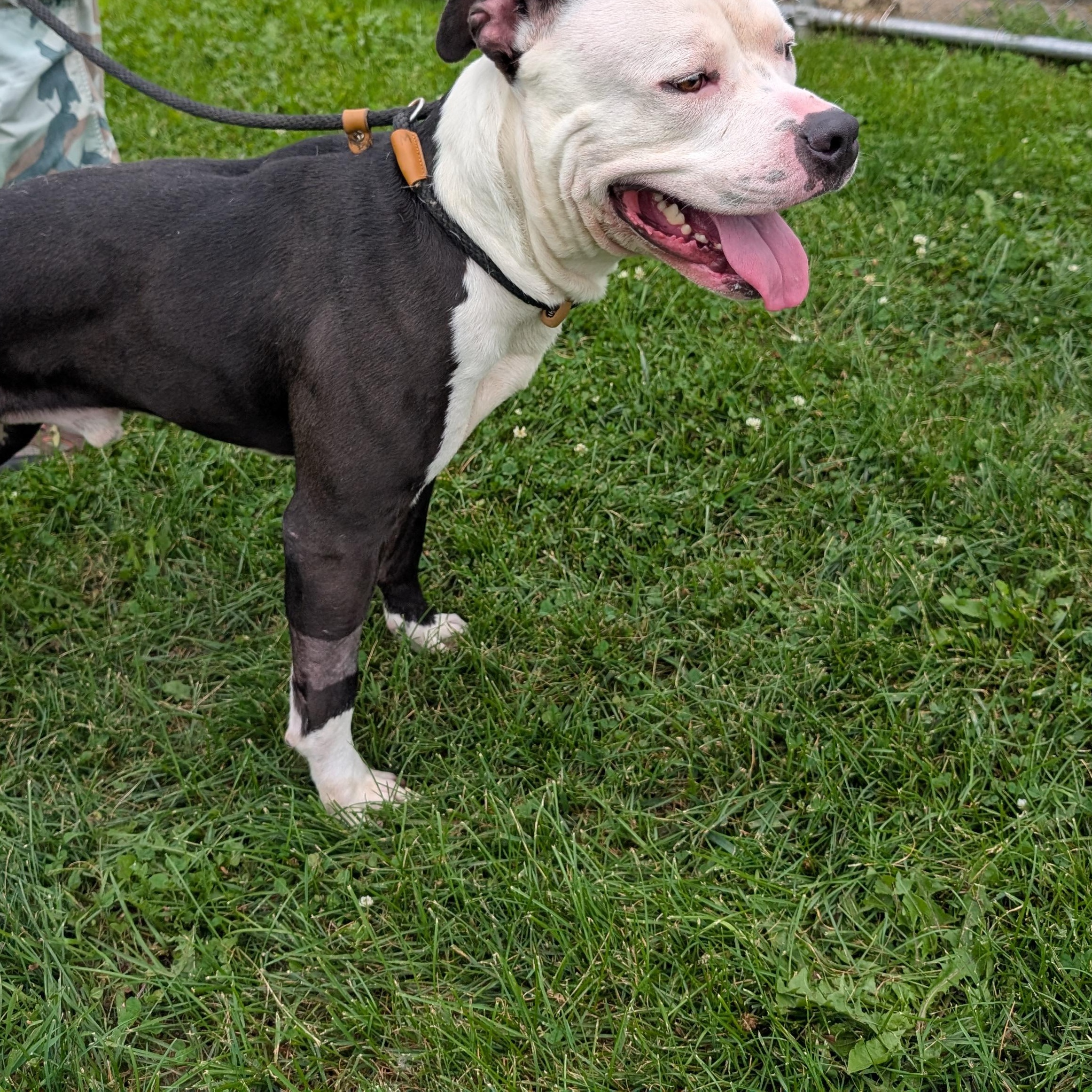 Enlarge 191917 Teddy, a Adopted Pit Bull Terrier in Ravenna, OH image 3/6