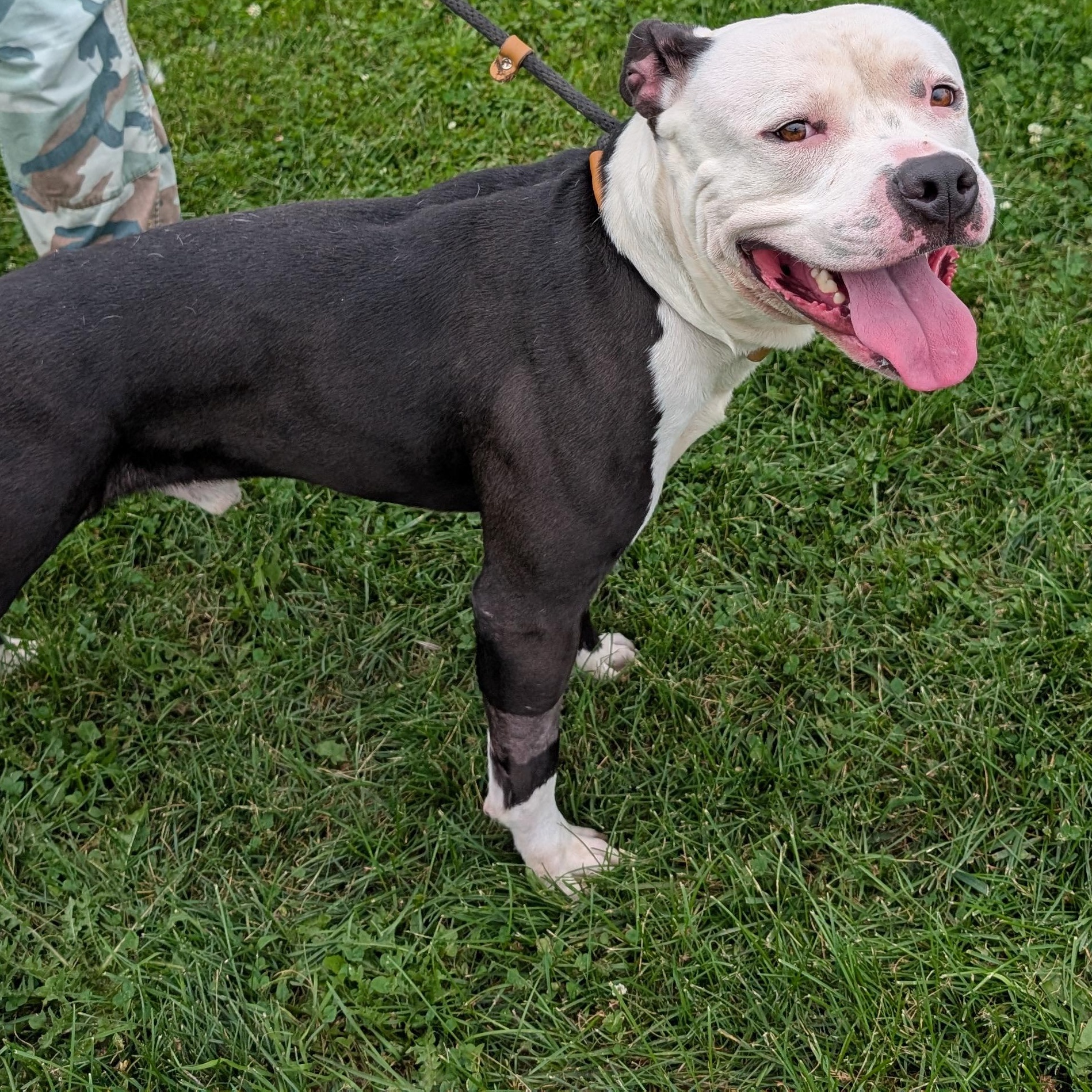 191917 Teddy, ADOPTABLE, Adult Male Pit Bull Terrier.