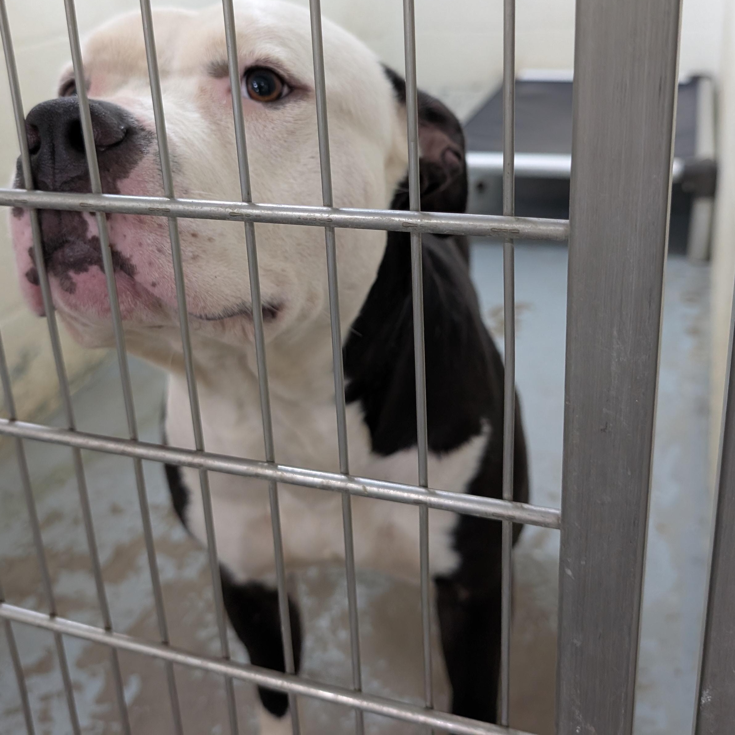 191917 Teddy, a ADOPTABLE Pit Bull Terrier in Ravenna, OH image 2/3