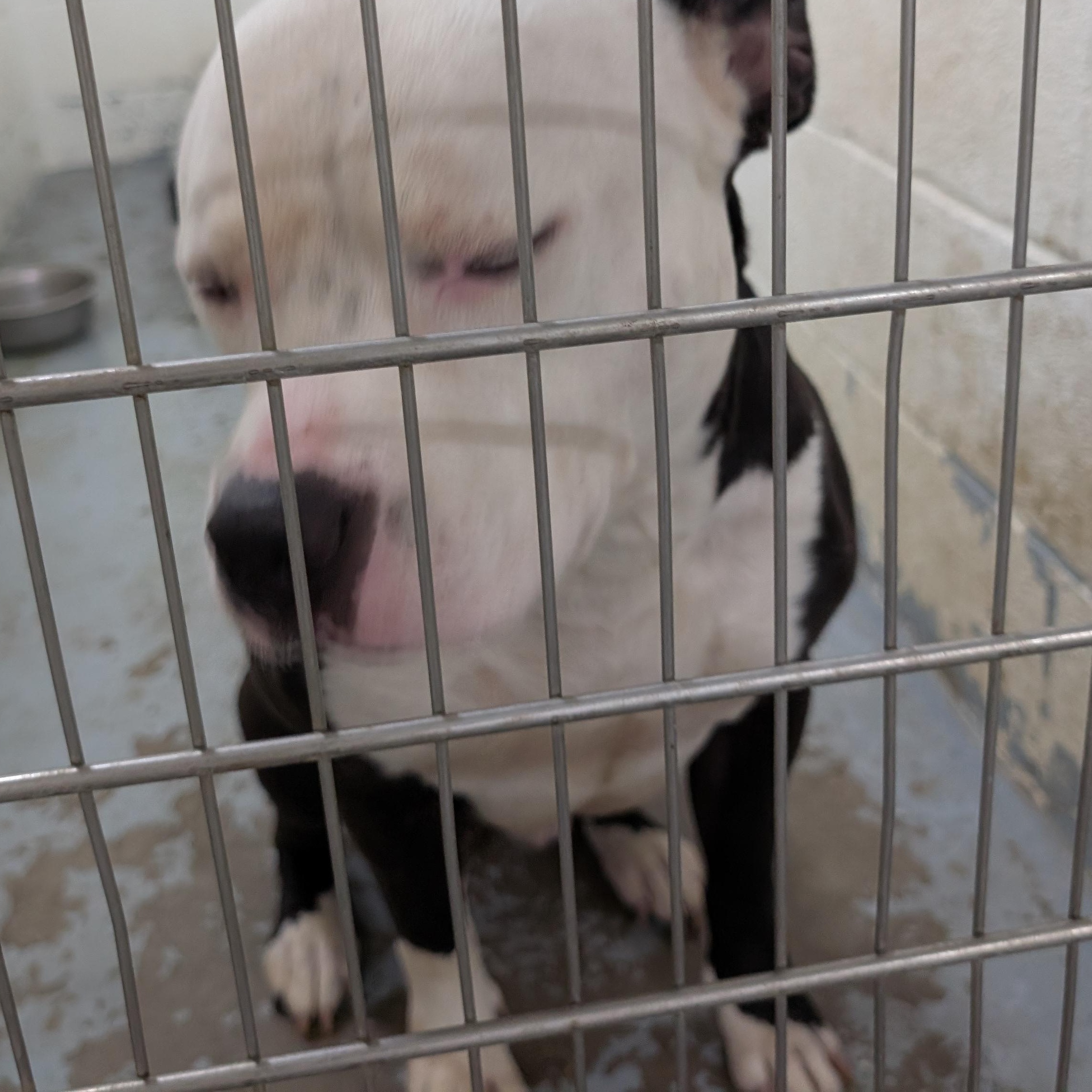 191917 Teddy, a ADOPTABLE Pit Bull Terrier in Ravenna, OH image 3/3
