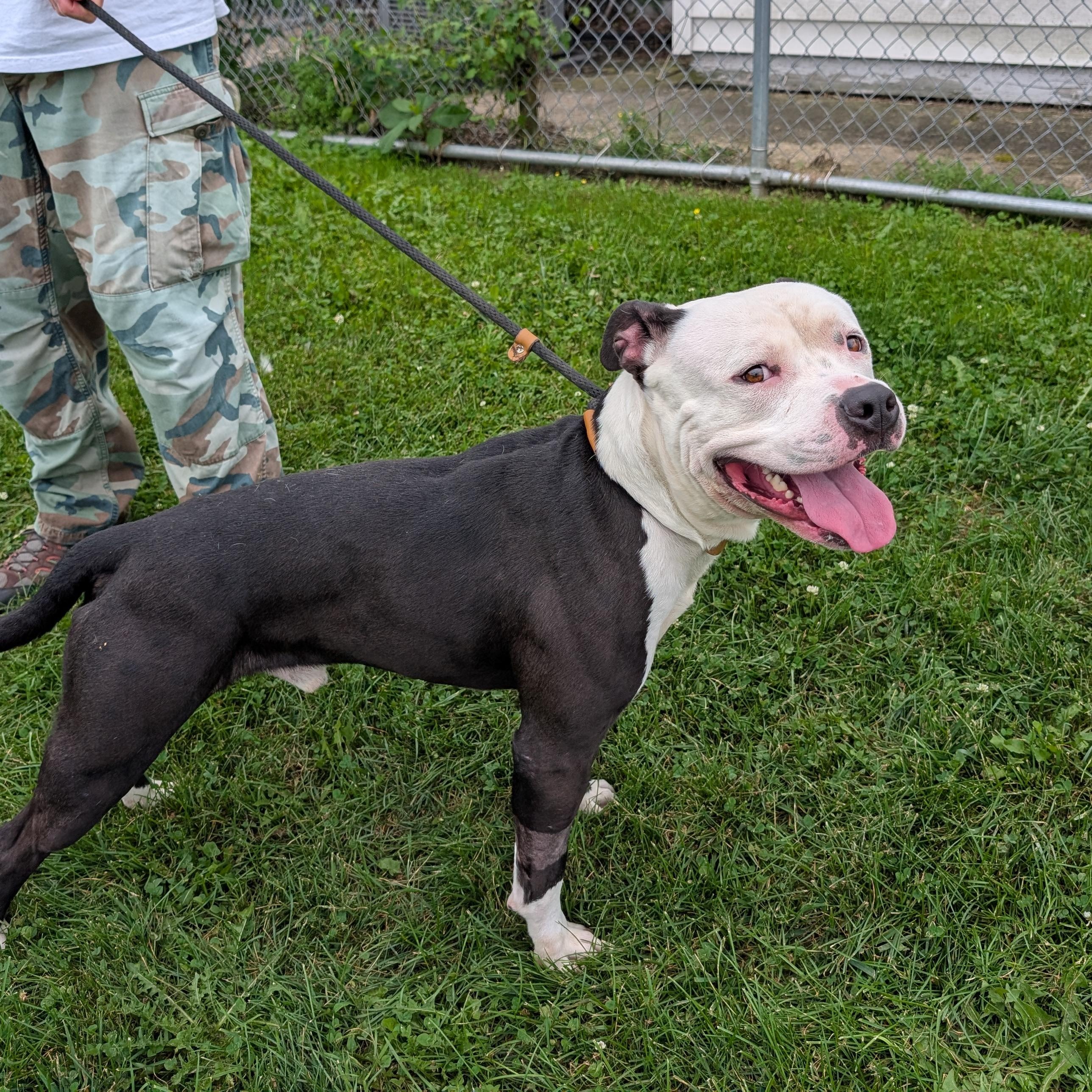 Enlarge 191917 Teddy, a Adopted Pit Bull Terrier in Ravenna, OH image 2/6