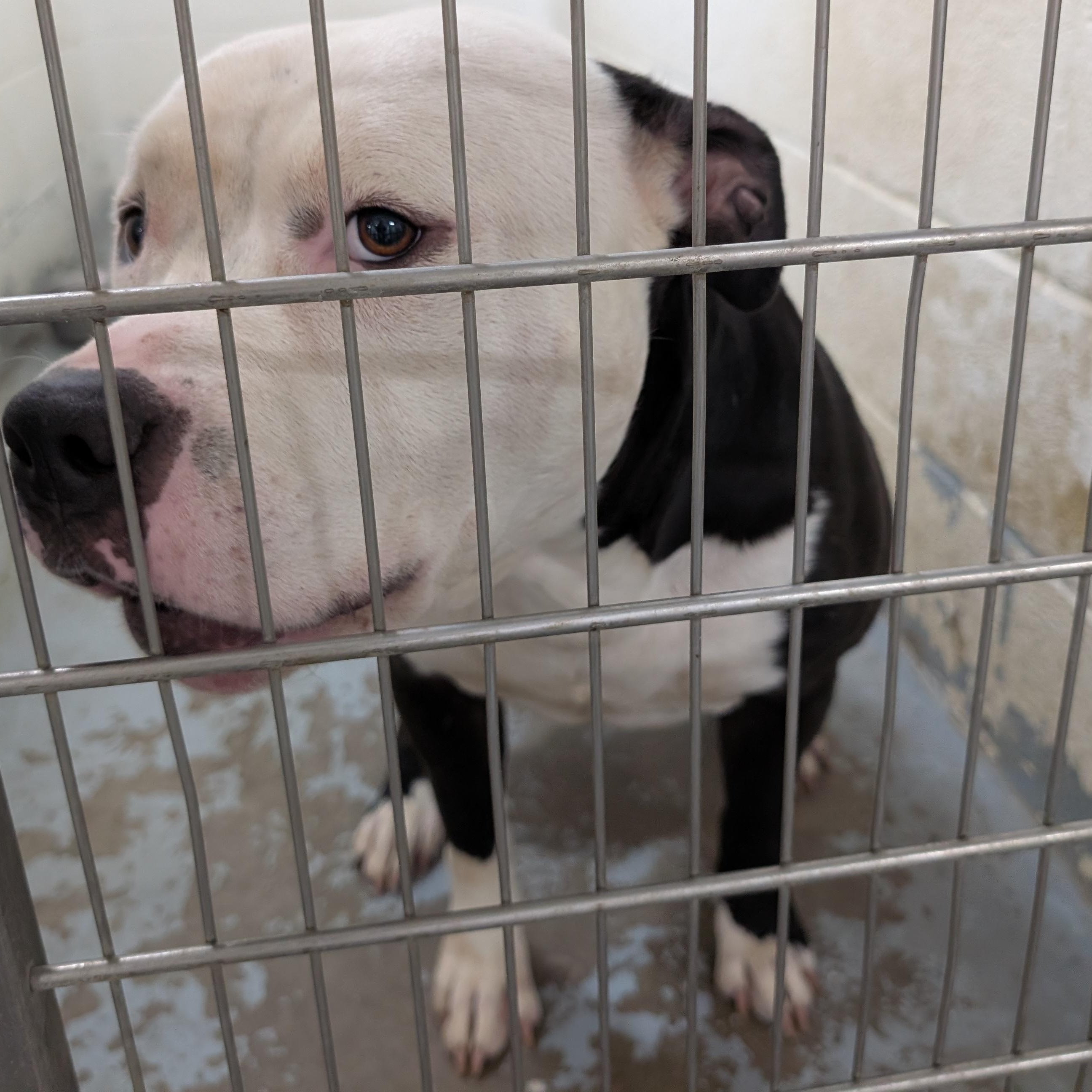 191917 Teddy, ADOPTABLE, Adult Male Pit Bull Terrier.