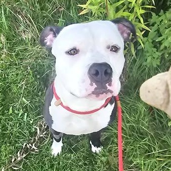 Enlarge 191917 Teddy, a Adopted Pit Bull Terrier in Ravenna, OH image 5/6