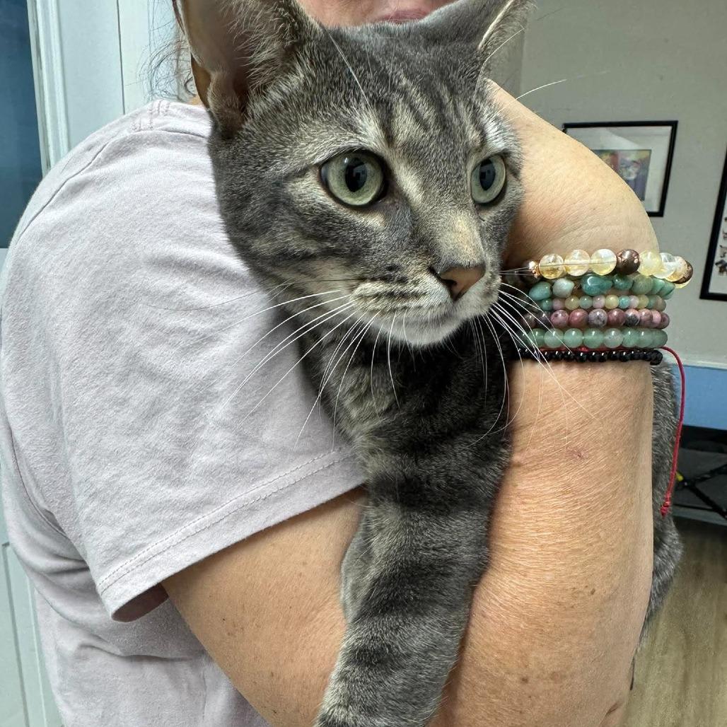 Groot, Adoptable, Adult Male Domestic Short Hair.