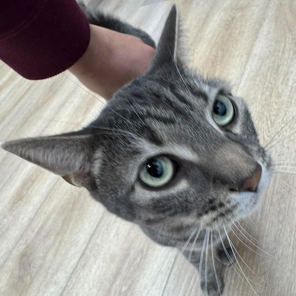 Enlarge Groot, a Adoptable Domestic Short Hair in Seminole, FL image 2/5