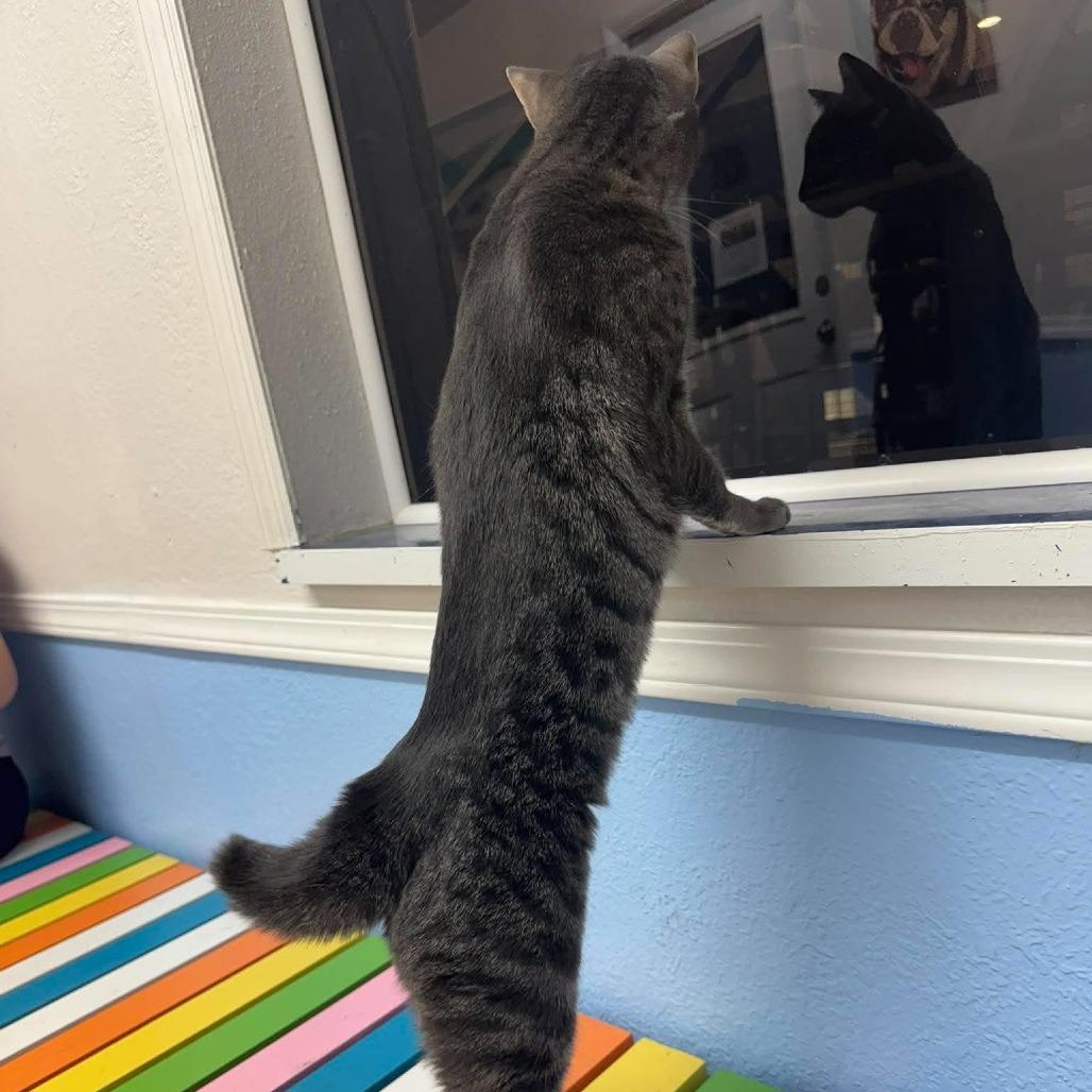 Enlarge Groot, a Adoptable Domestic Short Hair in Seminole, FL image 3/5