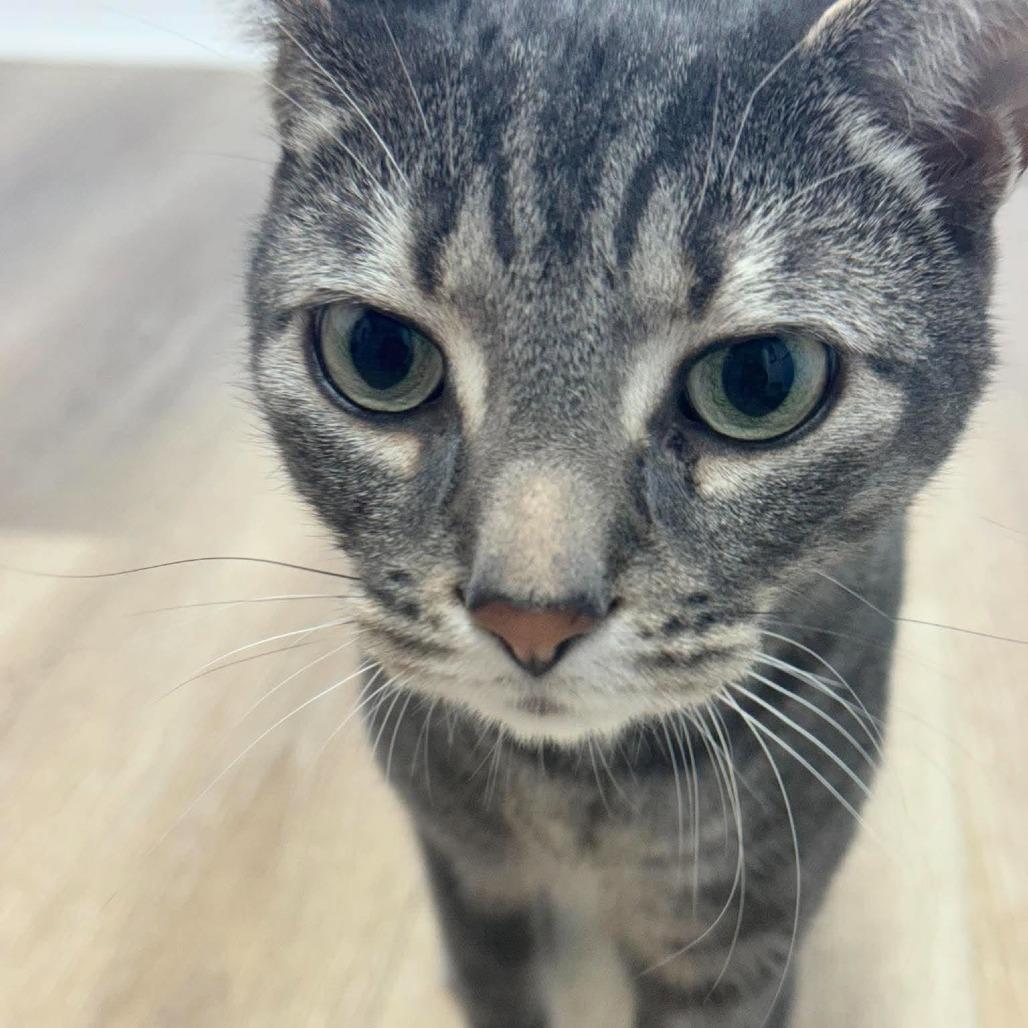 Enlarge Groot, a Adoptable Domestic Short Hair in Seminole, FL image 4/5