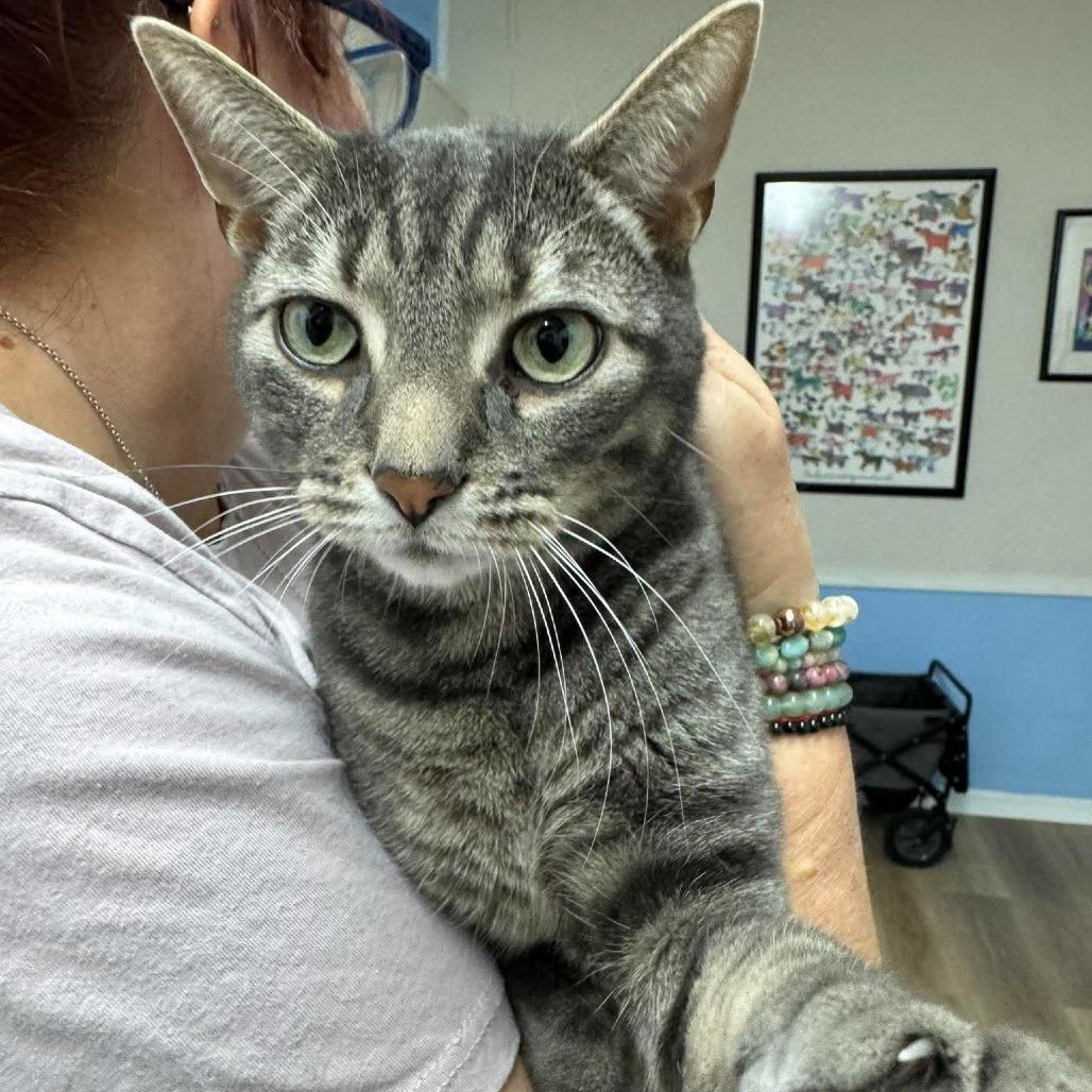 Enlarge Groot, a Adoptable Domestic Short Hair in Seminole, FL image 5/5