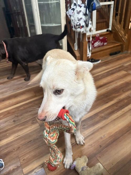 Enlarge Jace, a Adoptable White German Shepherd in Londonderry, NH image 1/3