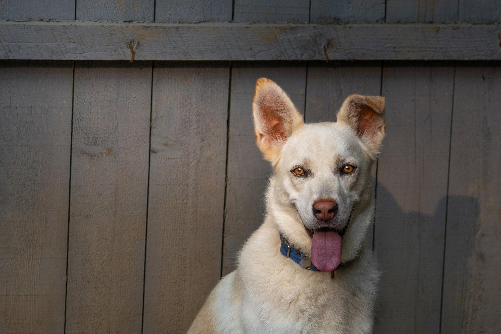 Enlarge Jace, a Adoptable White German Shepherd in Londonderry, NH image 2/3