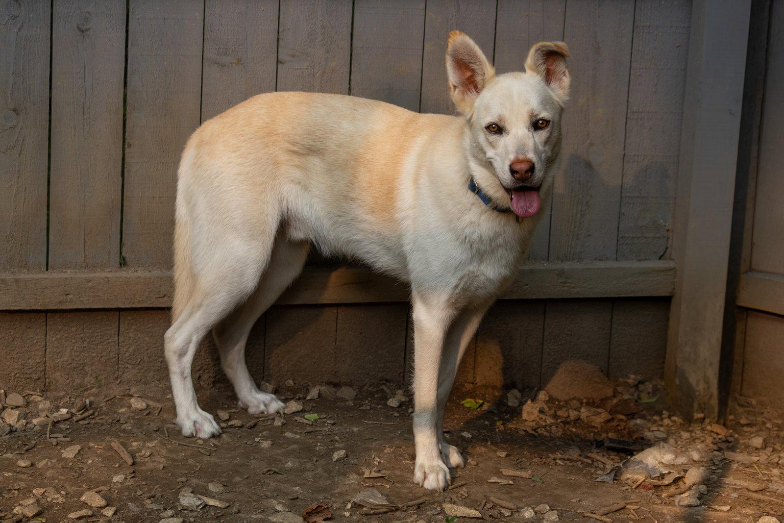 Enlarge Jace, a Adoptable White German Shepherd in Londonderry, NH image 3/3