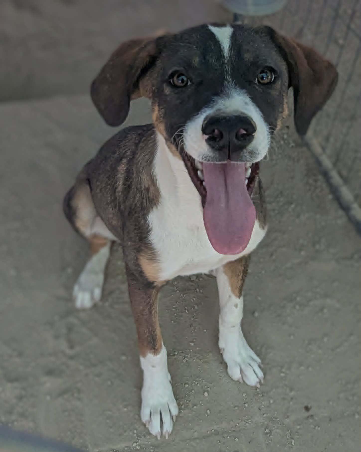 Sequoia, adopted, Puppy Female Shepherd.