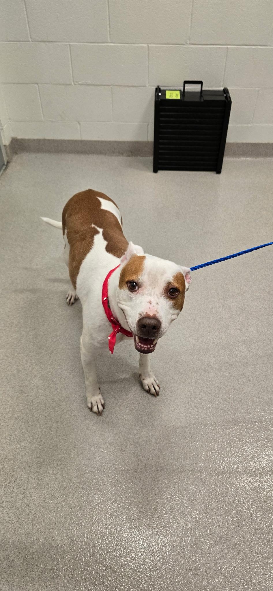 Dog for adoption 25385 Jersey, a Pit Bull Terrier in Amityville, NY