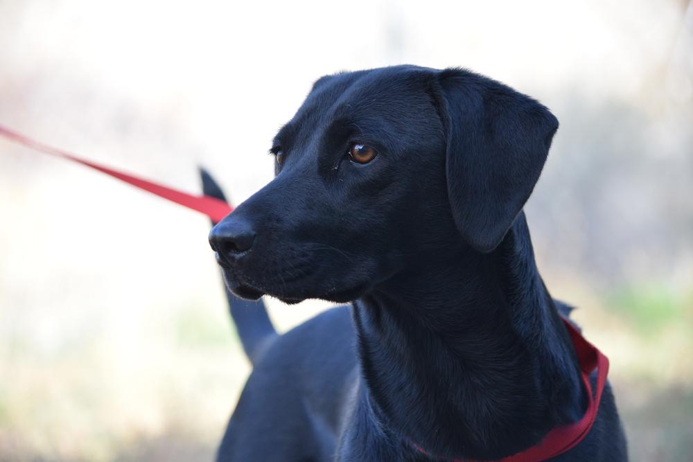 Shayzee, a Adoptable Labrador Retriever in Salmon, ID image 1/2