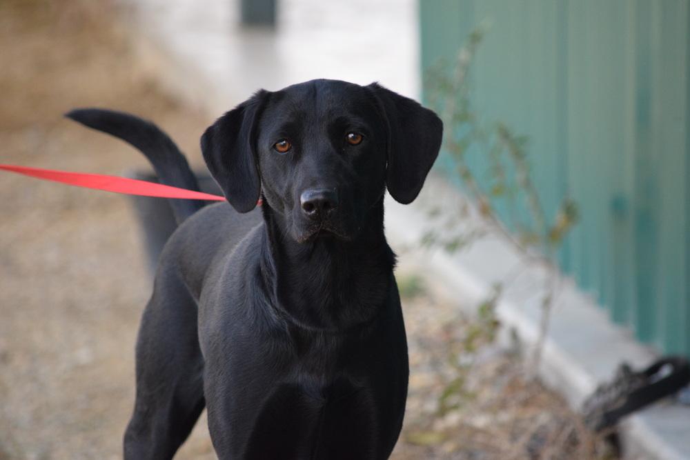 Shayzee, a Adoptable Labrador Retriever in Salmon, ID image 2/2