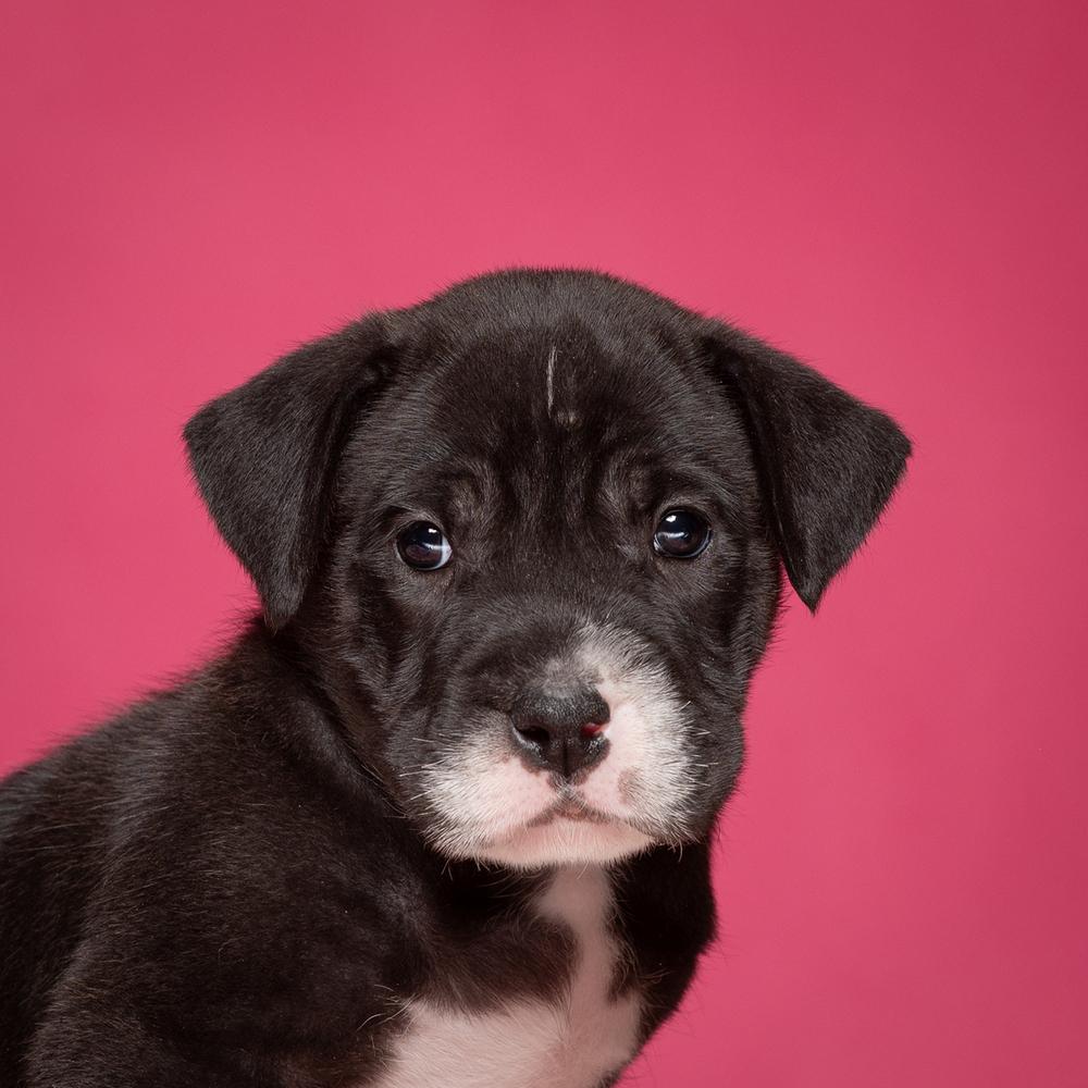 Enlarge Lorelai (Dynamic Duo Litter), a Adoptable mixed breed in New Albany, OH image 1/3